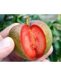 Pluot Flavor Supreme – красно-фиолетовые плоды премиального качества.